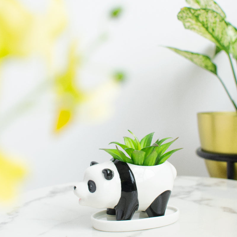 Panda Ceramic Pot For Plants Planters June Trading Frost White