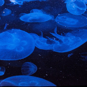 Vivid Life Underwater Versatile Desk Mat Desk Mats June Trading