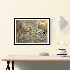 The Bengal Tiger - Photo Frame Photo Frames Lumoarte   