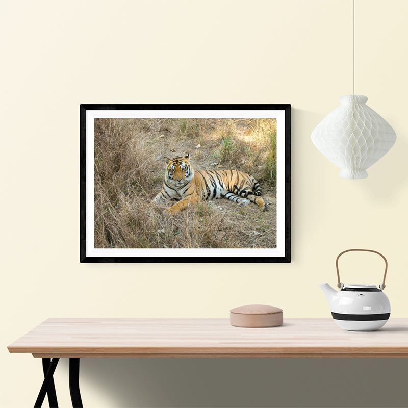 The Bengal Tiger - Photo Frame Photo Frames Lumoarte   