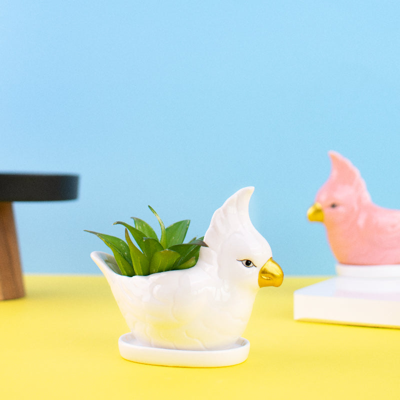 Parrot Ceramic Pot For Plants Planters June Trading Eggshell White  