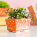 Small Rectangle Polka Dot Planter - Hand Painted Resin Pot Planters June Trading Rust Orange  